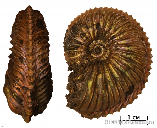 юра, Михайлов, оксфорд, Cardioceratidae