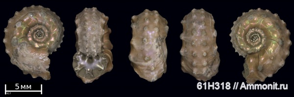 юра, Kosmoceras, келловей, прижизненные повреждения, ammonoid sublethal injuries