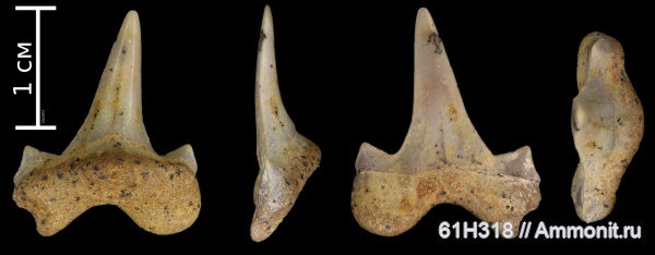 зубы, сеноман, Cretoxyrhinidae, Шацк