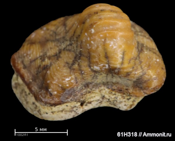 зубы, сеноман, Ptychodus, Шацк