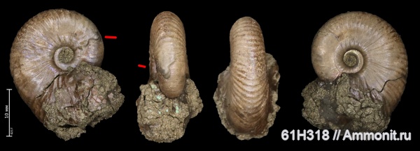 юра, Funiferites, келловей, прижизненные повреждения, Змеинка, ammonoid sublethal injuries, зона athleta