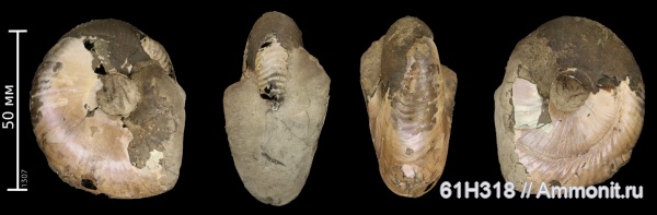 аммониты, юра, Funiferites, келловей, прижизненные повреждения, Змеинка, ammonoid sublethal injuries