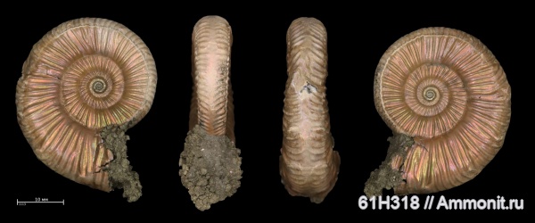 юра, Binatisphinctes, келловей, Змеинка, ammonoid sublethal injuries, Okaites, зона Coronatum