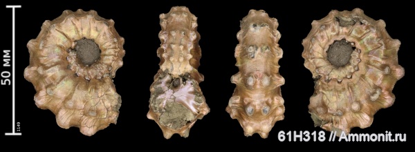 юра, Kosmoceras, келловей, Змеинка