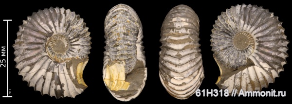 юра, келловей, Cardioceratidae, Novocadoceras, Novocadoceras suraense