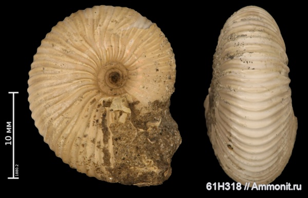 юра, келловей, Pseudocadoceras