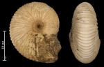 Pseudocadoceras sp.
