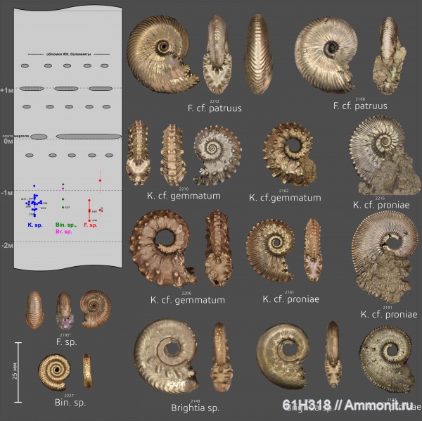 юра, Kosmoceras, Funiferites, келловей
