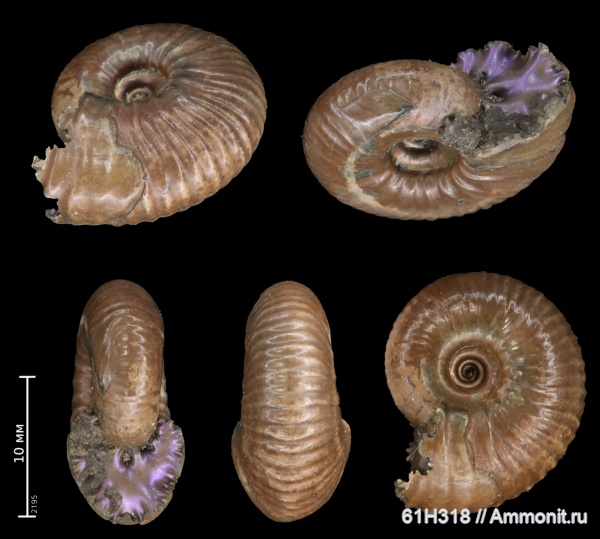 юра, Funiferites, келловей, прижизненные повреждения, ammonoid sublethal injuries