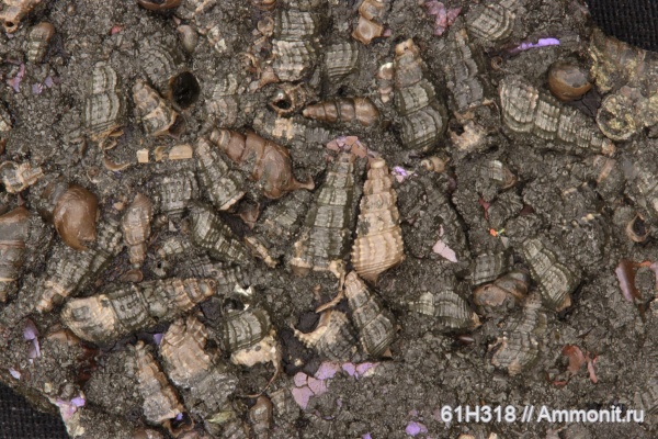 гастроподы, юра, келловей