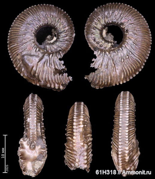 юра, Kosmoceras, келловей, средний келловей, Михайловцемент, прижизненные повреждения, ammonoid sublethal injuries, зона Coronatum