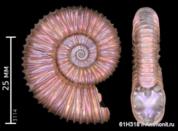 юра, келловей, Peltoceras, Дубки, зона Quenstedtoceras lamberti