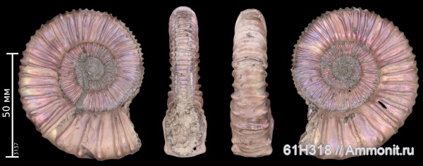 юра, келловей, Peltoceras, Дубки, зона Quenstedtoceras lamberti