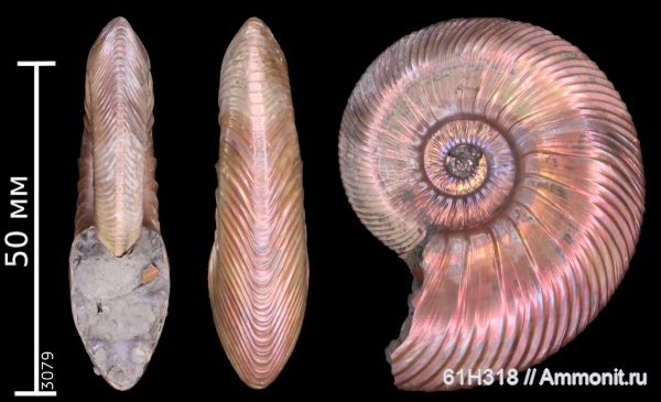 юра, келловей, Quenstedtoceras, Дубки, зона Quenstedtoceras lamberti