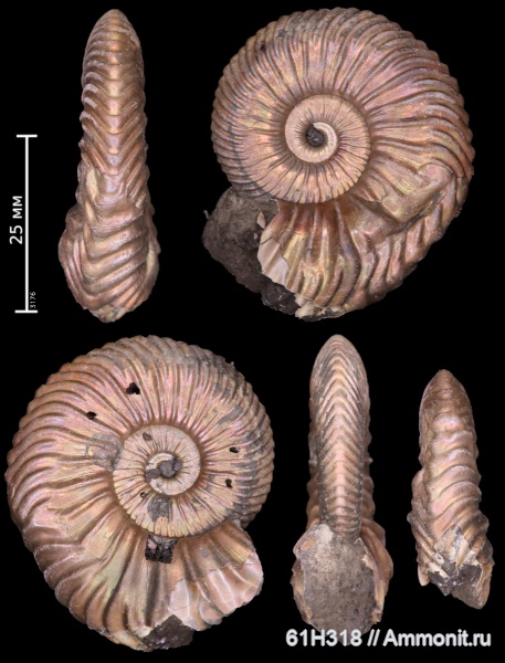 юра, келловей, Quenstedtoceras, Дубки, прижизненные повреждения, зона Quenstedtoceras lamberti, ammonoid sublethal injuries