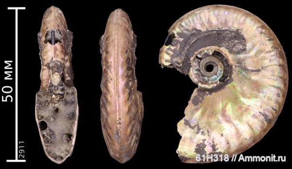 юра, келловей, сифон, Дубки, зона Quenstedtoceras lamberti, Oppeliidae