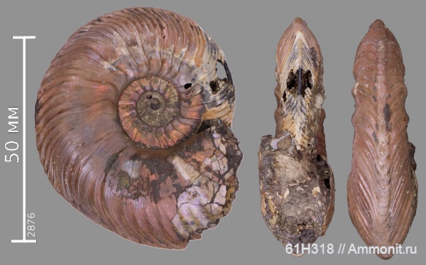 юра, келловей, Quenstedtoceras, сифон, Дубки, зона Quenstedtoceras lamberti