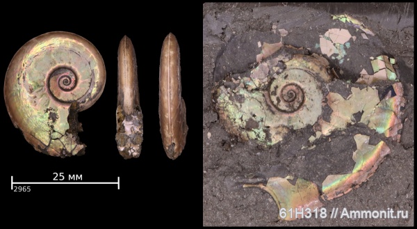 юра, Brightia, келловей, верхний келловей, ушки, Змеинка, Oppeliidae