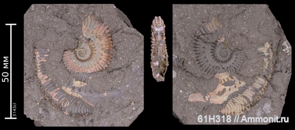юра, Kosmoceras, келловей, средний келловей, ушки, Kosmoceras castor, Змеинка, Spinikosmoceras, зона Coronatum