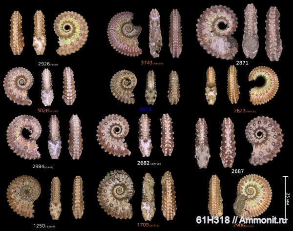 юра, Kosmoceras, келловей, средний келловей, ушки, Kosmoceras castor, Змеинка, Spinikosmoceras, зона Coronatum