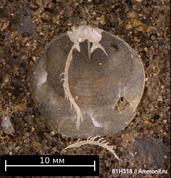 Нижний келловей