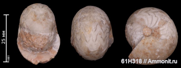 карбон, Goniatitida, лопастные линии