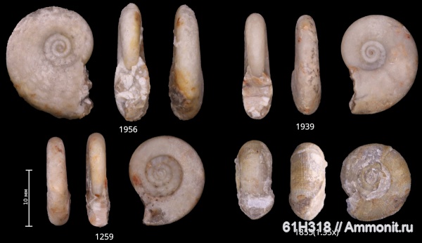 карбон, лопастные линии