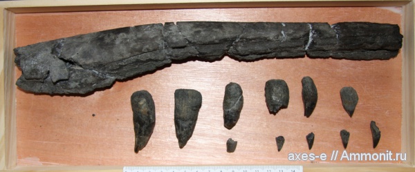 ихтиозавры, зубы, Еганово, Московская область, челюсти, teeth