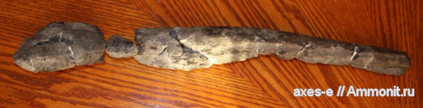 ихтиозавры, челюсти