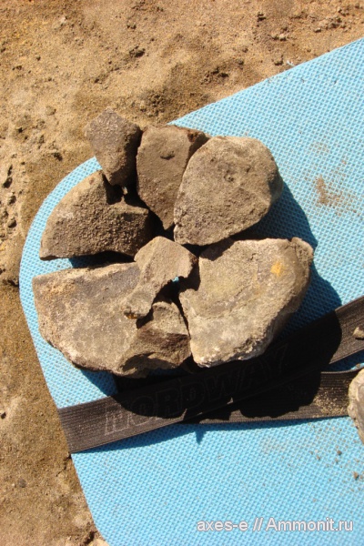 ихтиозавры, Еганово, Московская область, позвонки