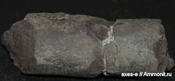 ихтиозавры, Еганово, Московская область