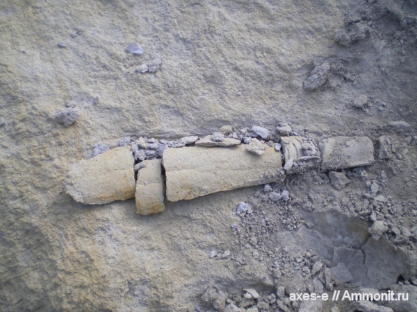 актиноцерасы