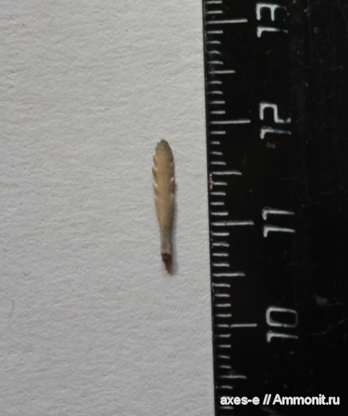 Мневники, Rhabdocidaris, иглы