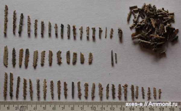 Мневники, Rhabdocidaris, иглы