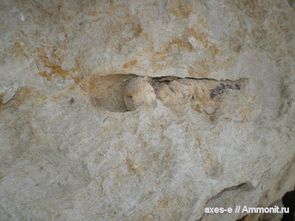 ортоцерасы, визе, тарусский горизонт