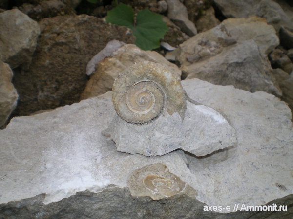 гастроподы, Euomphalus, тарусский горизонт