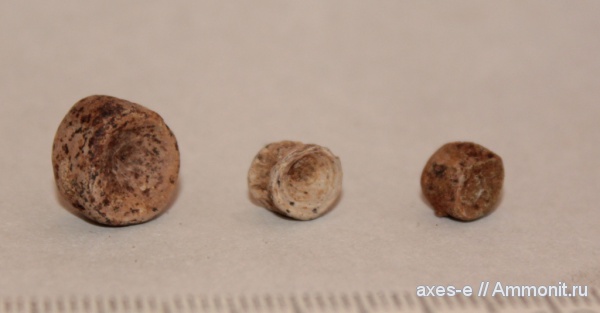 мел, рыбы, сеноман, Московская область, позвонки, Cenomanian, Cretaceous, fish