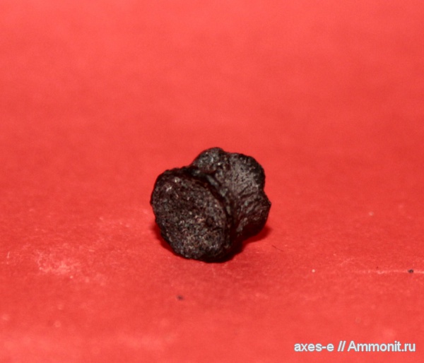 юра, рыбы, Мневники, позвонки, зона Epivirgatites nikitini, Jurassic, fish