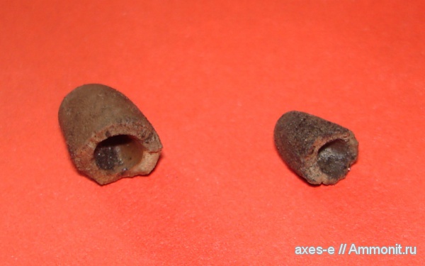 Мневники, зона Epivirgatites nikitini, Coleoidea, Chalalabelus