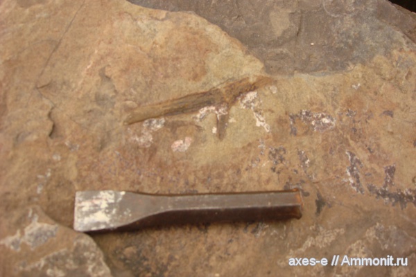 Краснодарский край, палеофлора