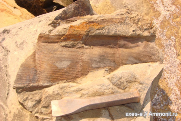 Calamites, Краснодарский край, палеофлора