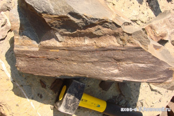 Краснодарский край, палеофлора