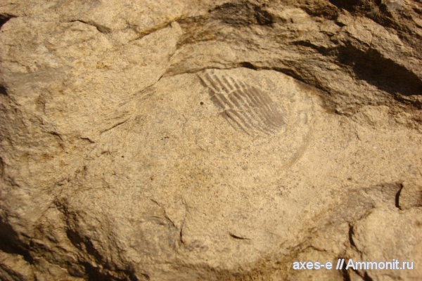 р. Волга, титон, Краснодарский край, Tithonian