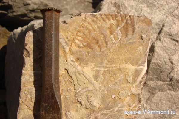аммониты, Ammonites, Краснодарский край