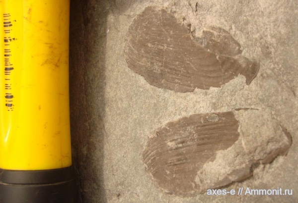 аптихи, Aptychi