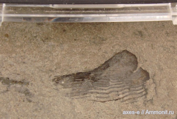 аптихи, Aptychi