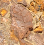 палеофлора карбона