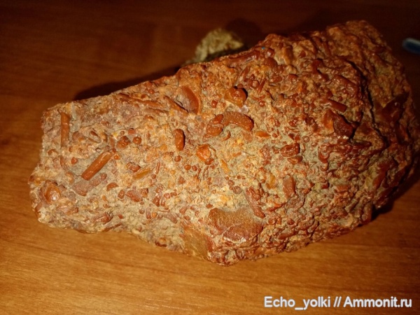 мезозой, brachiopoda, Crinoidea, брекчия