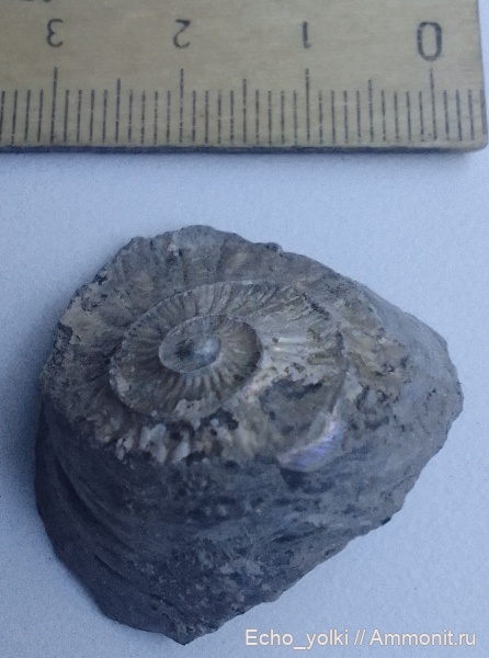 юра, Gryphaea, Ammonites, bivalvia