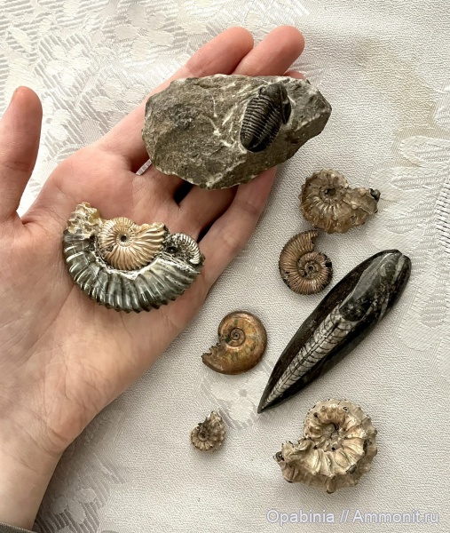 аммониты, ортоцерасы, трилобиты, Россия, мезозой, Марокко, палеозой, Ульяновская область, Покупки